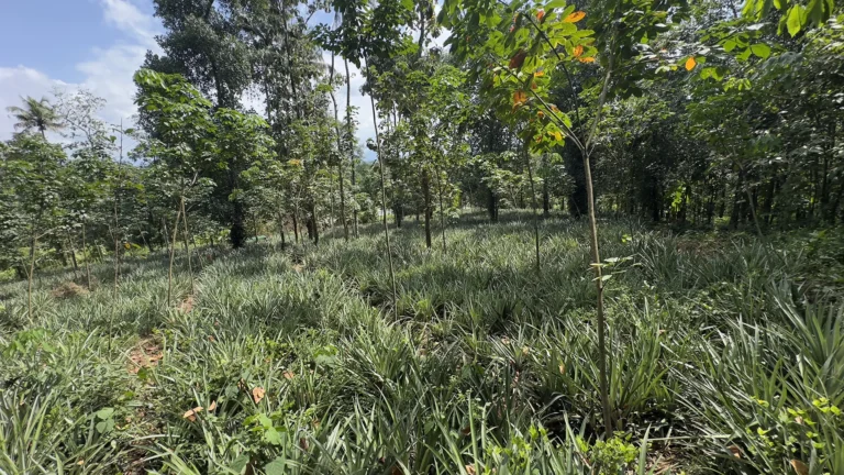 10 nagapuzha
