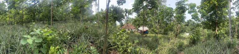 13 nagapuzha