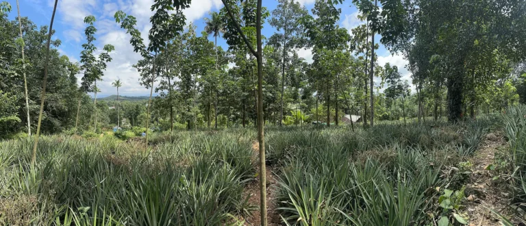 4 nagapuzha