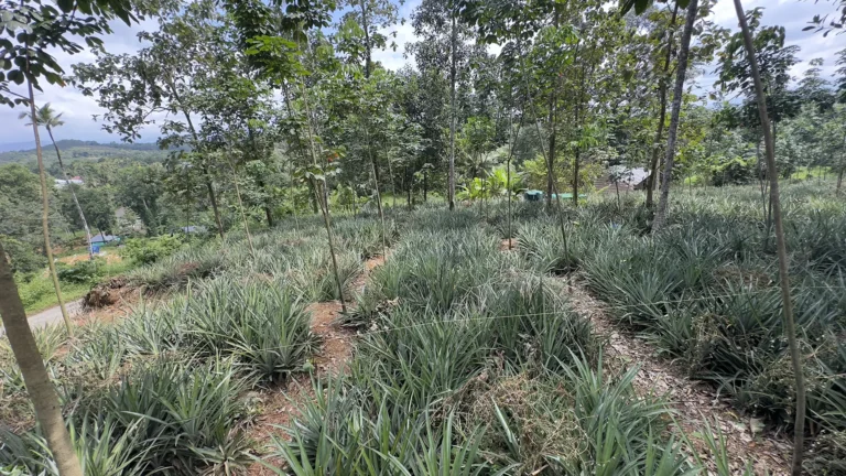 7 nagapuzha