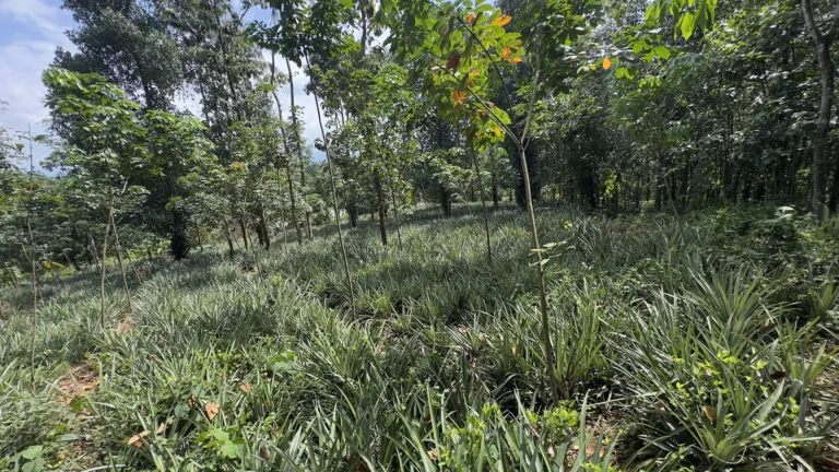 9 nagapuzha